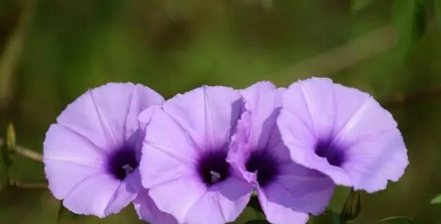 枸杞的花语与其神奇功效（探秘枸杞花的美丽寓意）