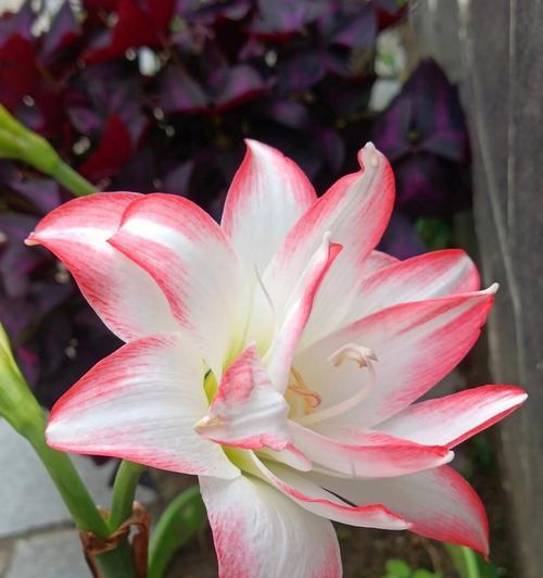 以孤挺花，生日花语体质虚羽（传递美好祝福的花语）