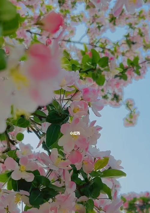 以海棠花开——生命的坚韧与美丽（在坚强的花开中寻找生命的希望）