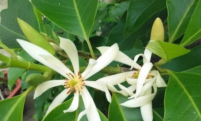 以含笑花花语，传达快乐的力量（阳光明媚）
