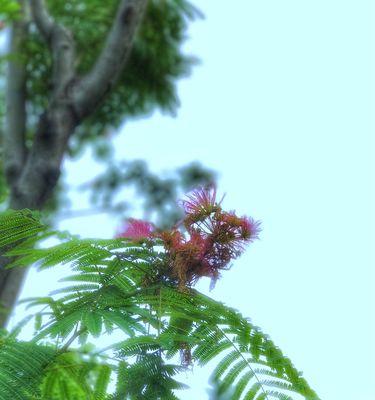 合欢花——爱与希望的象征（探寻合欢花的花语及其意义）