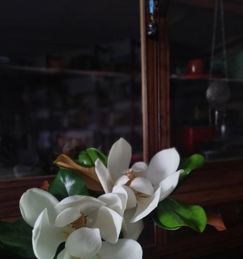 广玉兰花的花语与寓意（傲立不屈的“花中君子”）