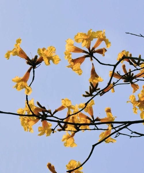 红花风铃木的花语与寓意（探索红花风铃木的花语及其象征意义）