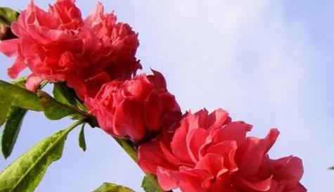 红叶碧桃的花语与寓意（揭秘红叶碧桃的神秘花语）