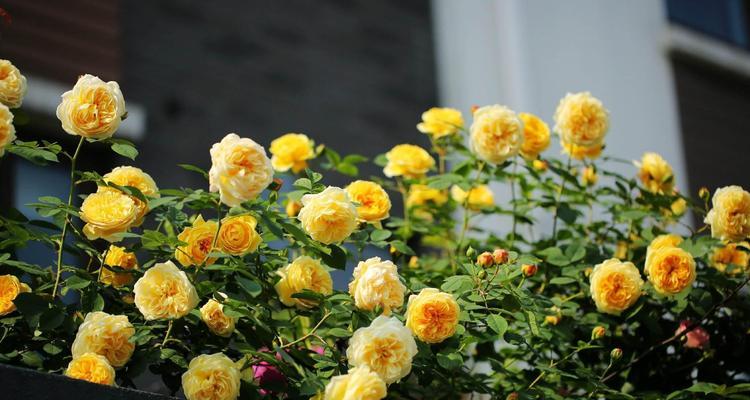 黄色月季花的寓意与象征（探索黄色月季花的花语之谜）