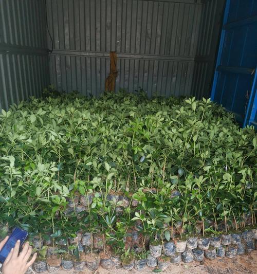 嫁接苗（了解嫁接苗及其应用领域）