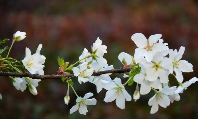 梨花花语之淡泊从容（傲雪凌霜高风亮节）