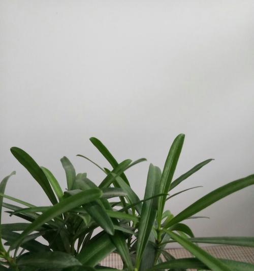 深度解读罗汉松（探寻罗汉松的世界与意义）