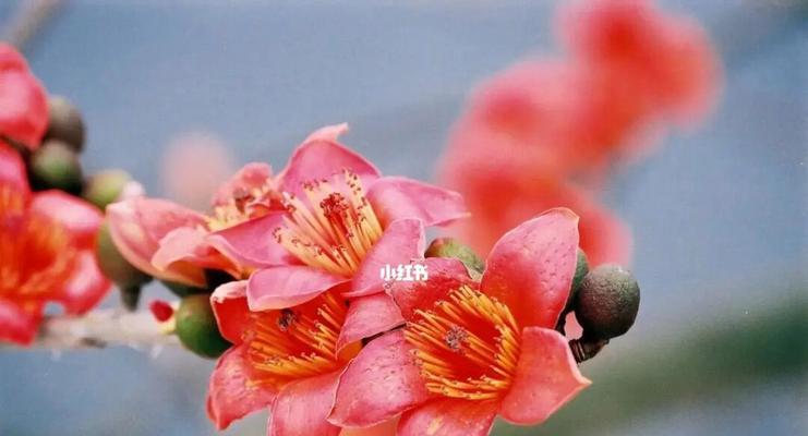 木棉花的花语及寓意解读（探寻木棉花的花语之美）