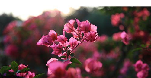 三角梅花语大全-传递花开的美好与祝福（探秘三角梅花语）