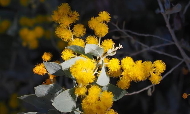 银叶金合欢树的花语——传达爱与祝福的使者（探寻银叶金合欢树花语的含义及其应用场景）