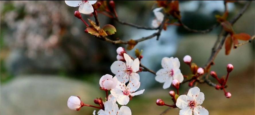 紫叶李的花语（探索紫叶李花语的美丽世界）