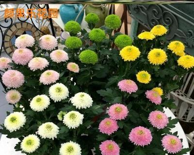 菊花四季开花，美丽不停歇（四季常青的菊花——生命力强大的代表）
