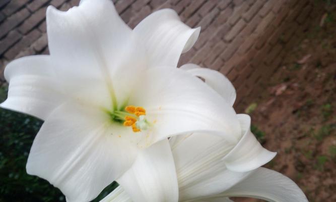 百合花的含义及象征意义（探究百合花在不同文化中的象征意义与传承）