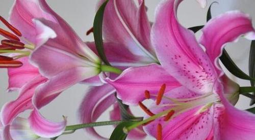 百合花的花语和寓意（探索百合花的神秘寓意与美丽花语）