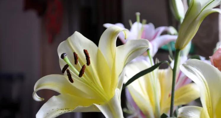 白百合花花语（探寻白百合花在不同文化中的象征意义）