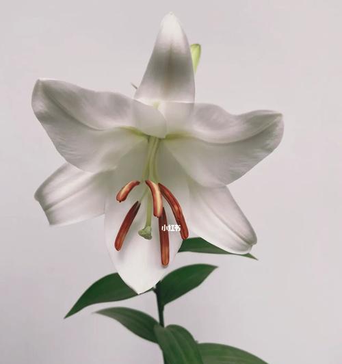 百合花绽放的寓意（百合花与纯洁美丽的象征）