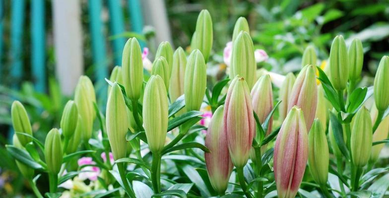百合花绽放的寓意（百合花与纯洁美丽的象征）