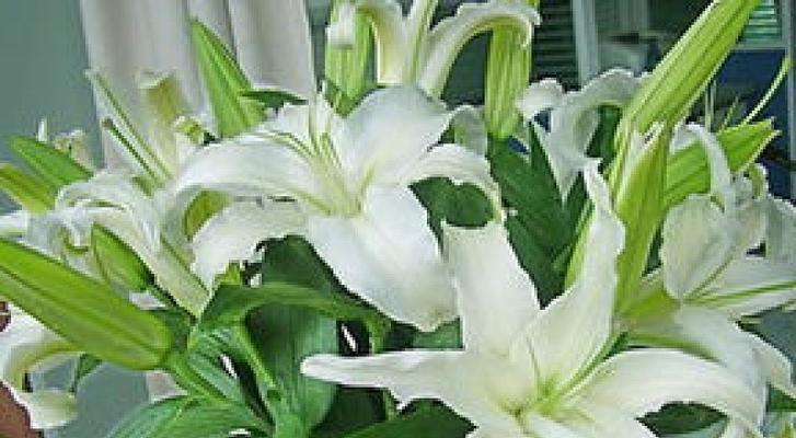 百合花绽放的寓意（百合花与纯洁美丽的象征）