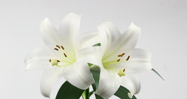 百合花的象征意义（探寻百合花的美与意义）