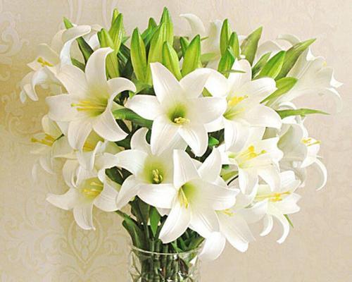 百合花的象征意义与美丽之魅力（探究百合花的精神象征与文化内涵）