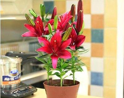 百合花（百合花的意义）
