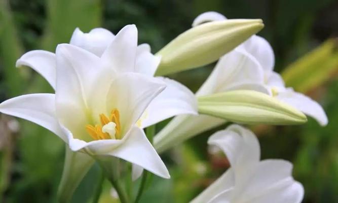 百合花（百合花的意义）
