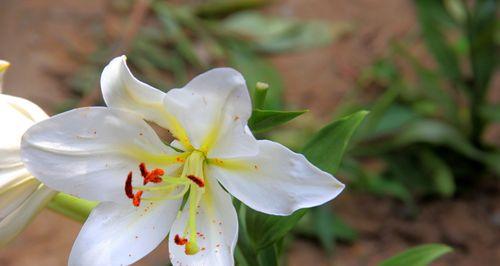 百合花（百合花的意义）