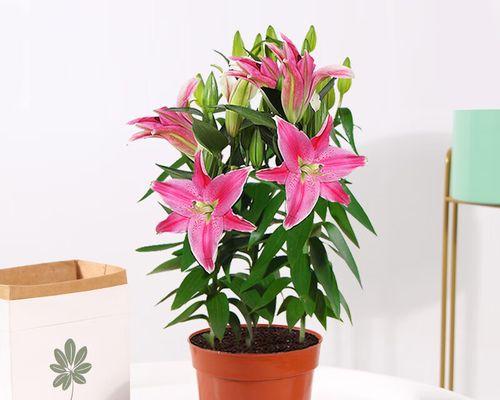 百合花的寓意与象征意义（揭示百合花的深层内涵与文化寓意）