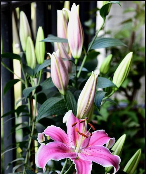 百合花的寓意与象征意义（揭示百合花的深层内涵与文化寓意）