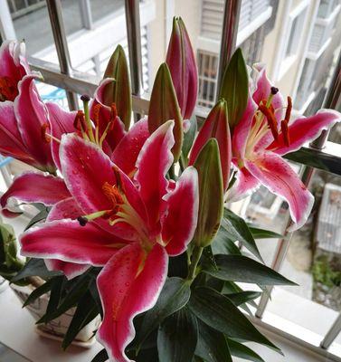 用不同颜色百合解读花语（探索百合花的情感世界与象征意义）