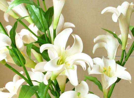 百合花的寓意与花语（百合花语的丰富寓意与文化意义）