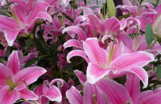 百合花的寓意与花语（百合花语的丰富寓意与文化意义）