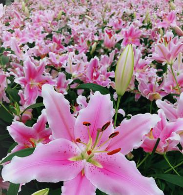 白百合花的寓意与象征——纯洁、神圣与希望（探索白百合花的美丽与内涵）