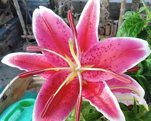百合花（探索百合花作为文化符号和情感象征的多重意义）