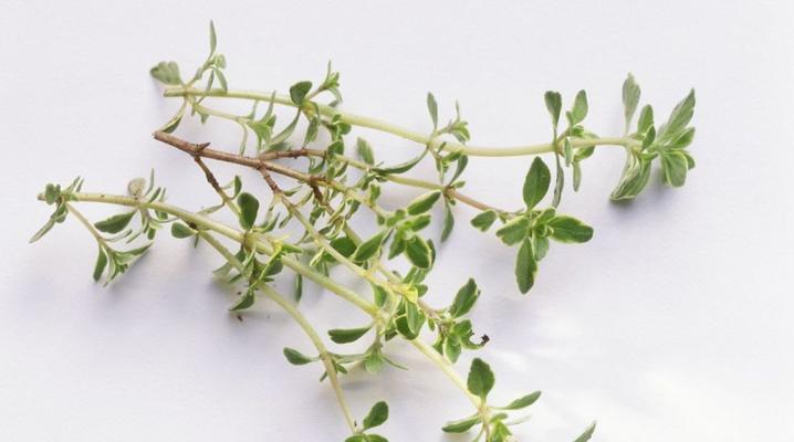 百里香的花语及其寓意（探寻百里香的内涵与象征）