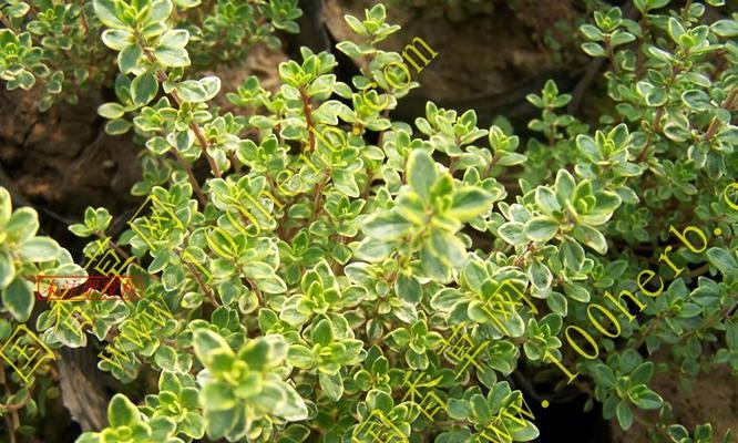 百里香花语（百里香花语的意义及传承）