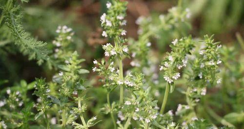 百里香花语（百里香花语的意义及传承）