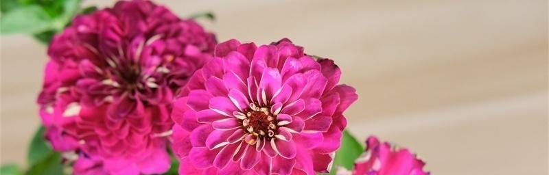 百日草花语之美——寄托心灵的花海（繁华背后的独特之美）