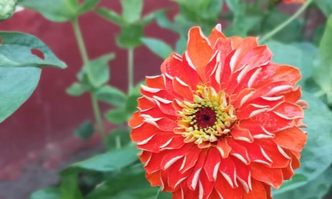 百日草的花语（用百日草的花语诠释生命的轮回与坚韧）