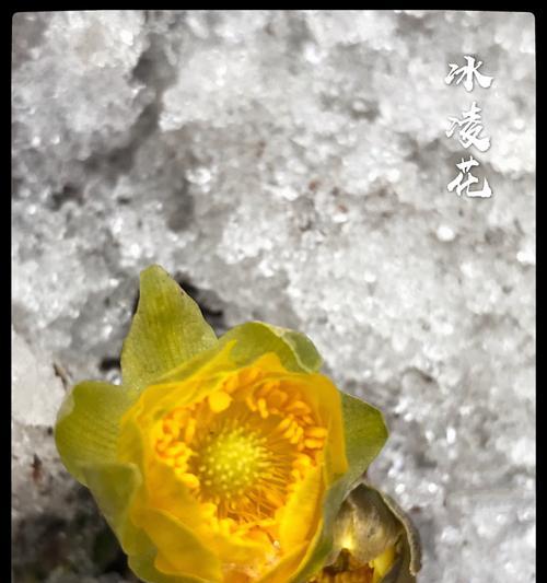 冰凌花的寓意——冰清玉洁，独立坚强（探寻冰凌花的美丽与象征意义）