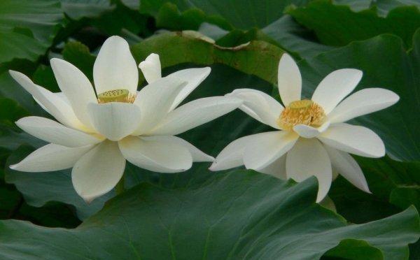并蒂莲的花语（传达友谊与团结的美丽花朵）