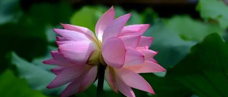 并蒂莲的花语（传达友谊与团结的美丽花朵）