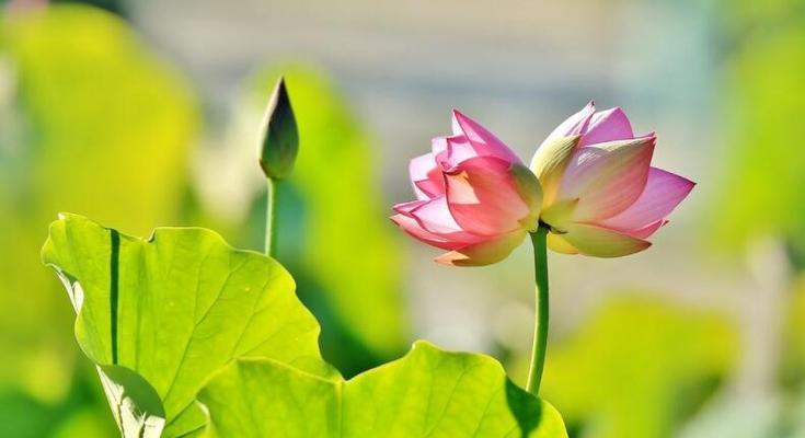 以并蒂莲为象征意义的美丽之花（探寻并蒂莲的深层内涵）