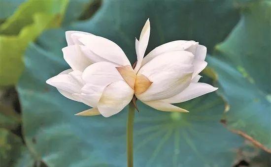 以并蒂莲为象征意义的美丽之花（探寻并蒂莲的深层内涵）