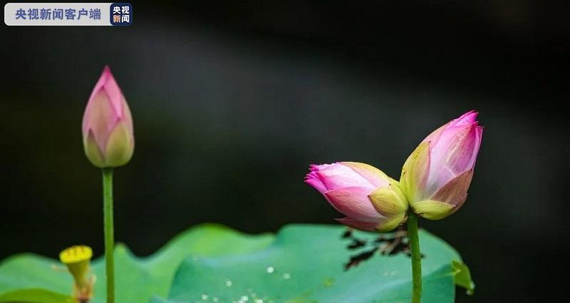 以并蒂莲为象征意义的美丽之花（探寻并蒂莲的深层内涵）