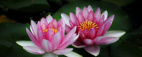 并蒂莲花（唤起和谐共处的力量）