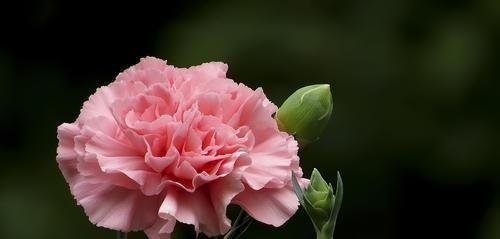 康乃馨花语之色彩世界（绽放色彩之美）