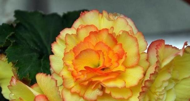 橙色康乃馨花语（以橙色康乃馨传达温暖友情的含义）