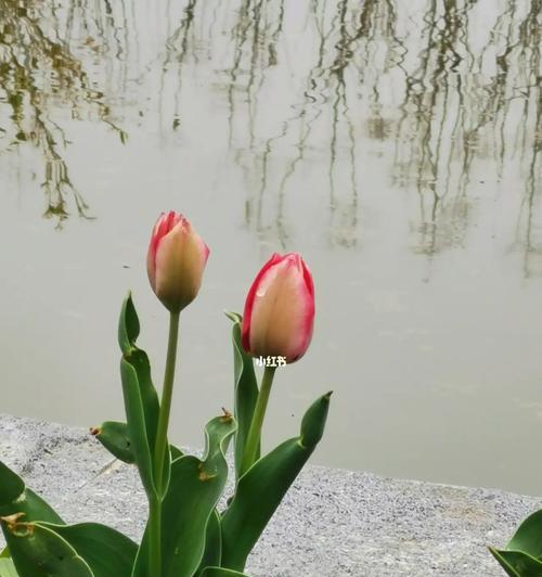 春天花海盛宴（探索春天之美）